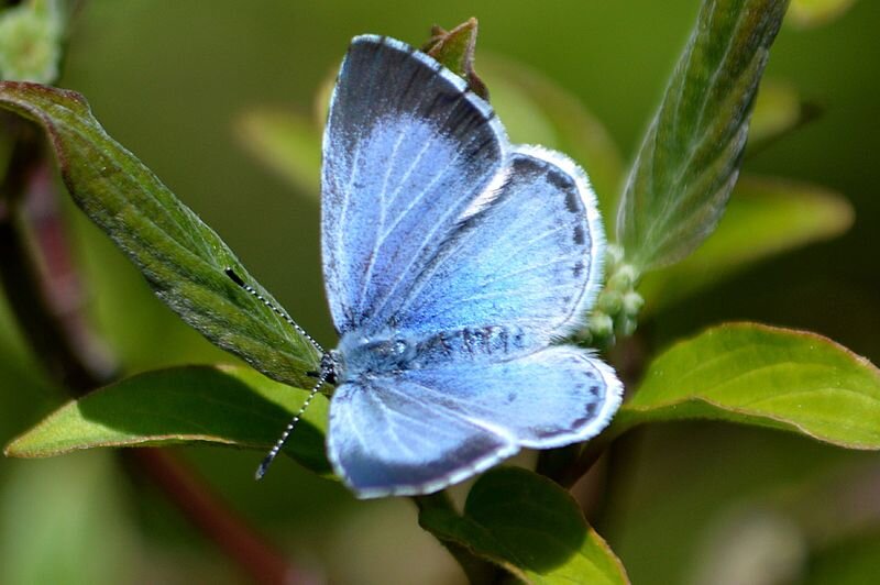 Spring azure butterfly photo by Ragnar1904