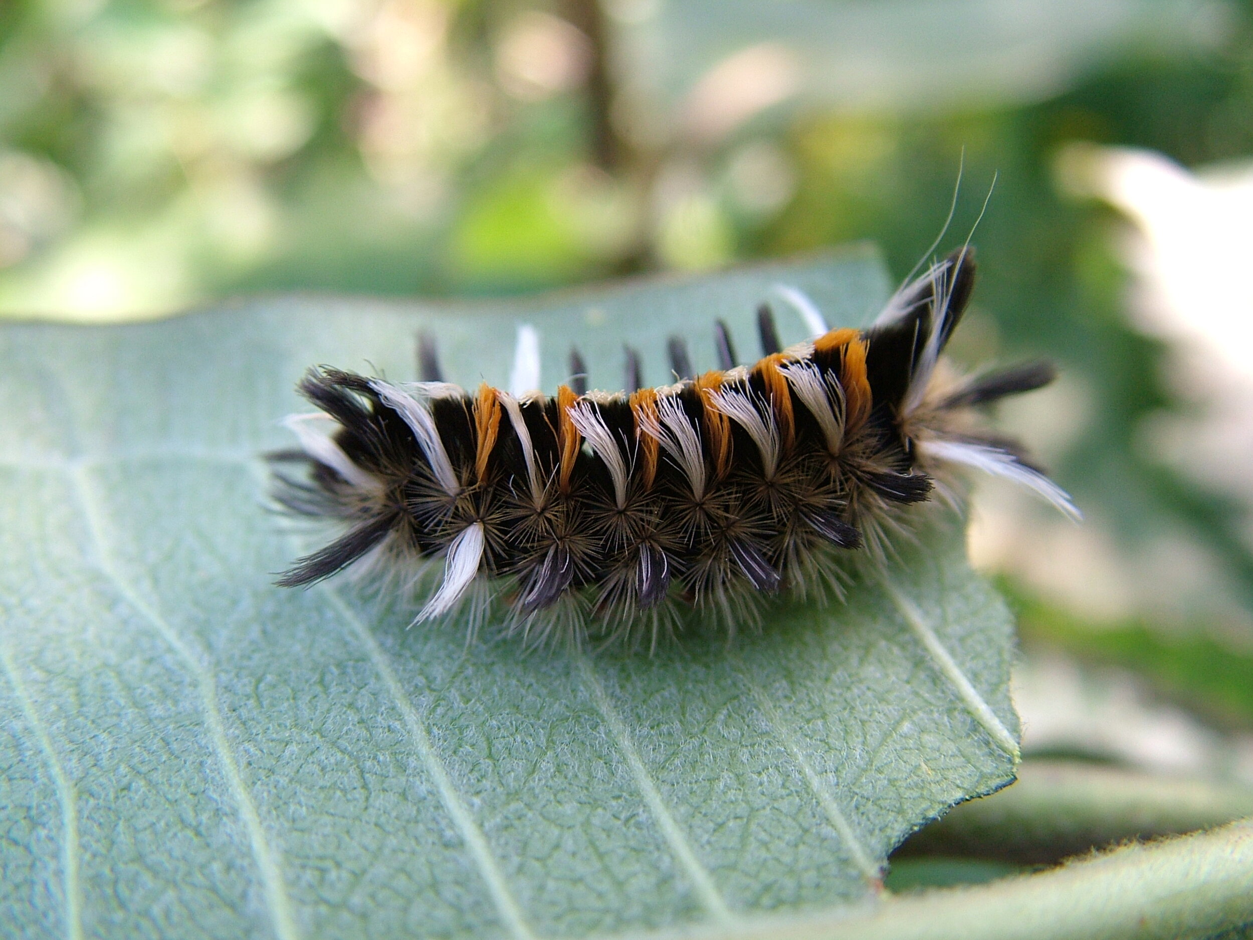 Milkweed tussock caterpillar photo by Jonathan Sutcliffe
