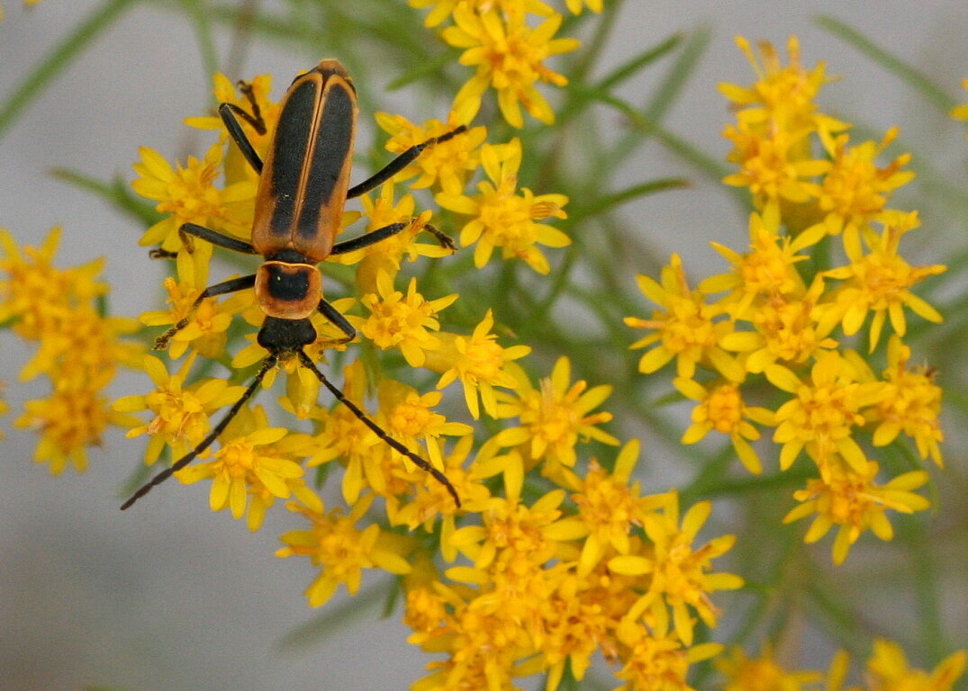 Goldenrod soldier beetle photo by Mary Keim