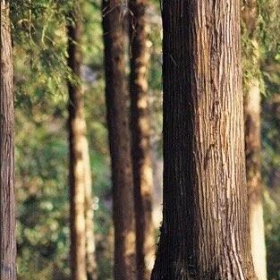 Forests for the Future: Utilizing Tools for Success Field Day