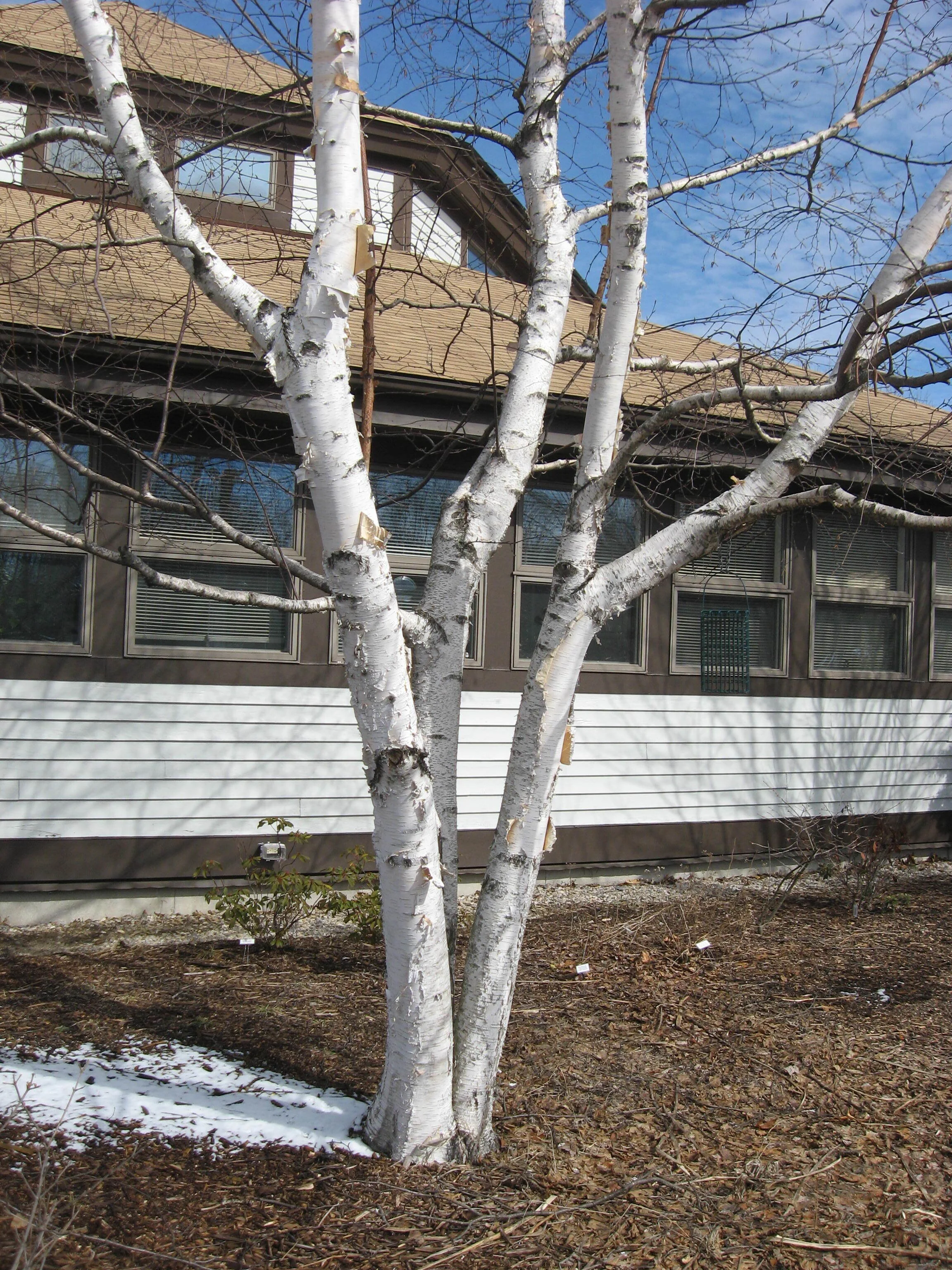 Betula papyrifera_H.C. Williams.jpg