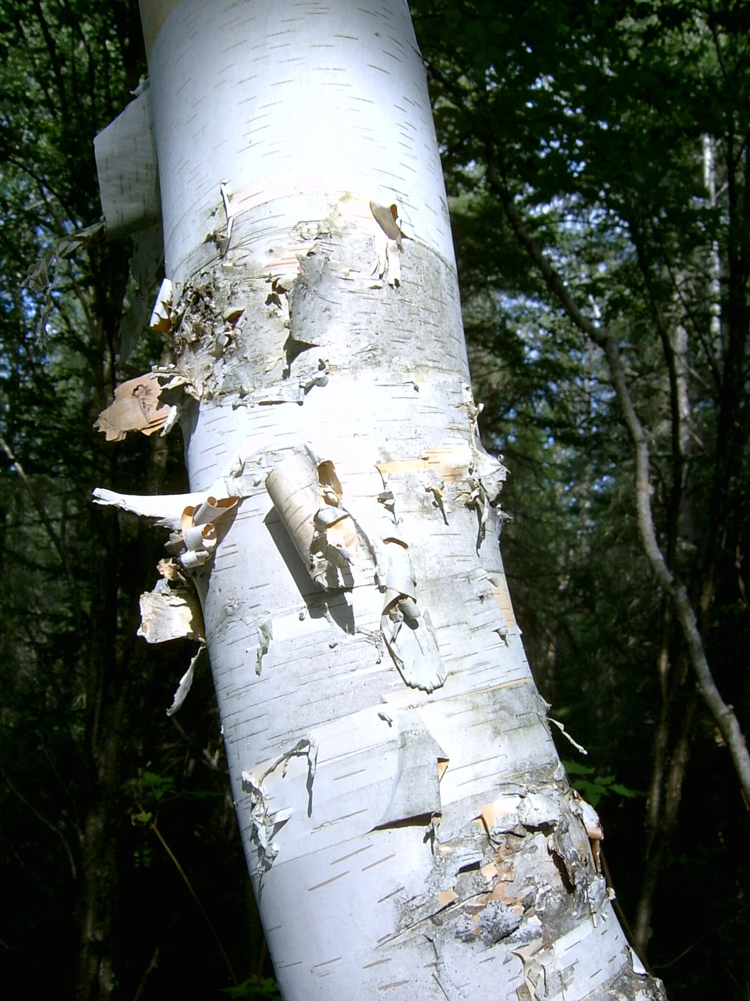 Betula papyrifera_Scott and Ruth Bassett.jpg