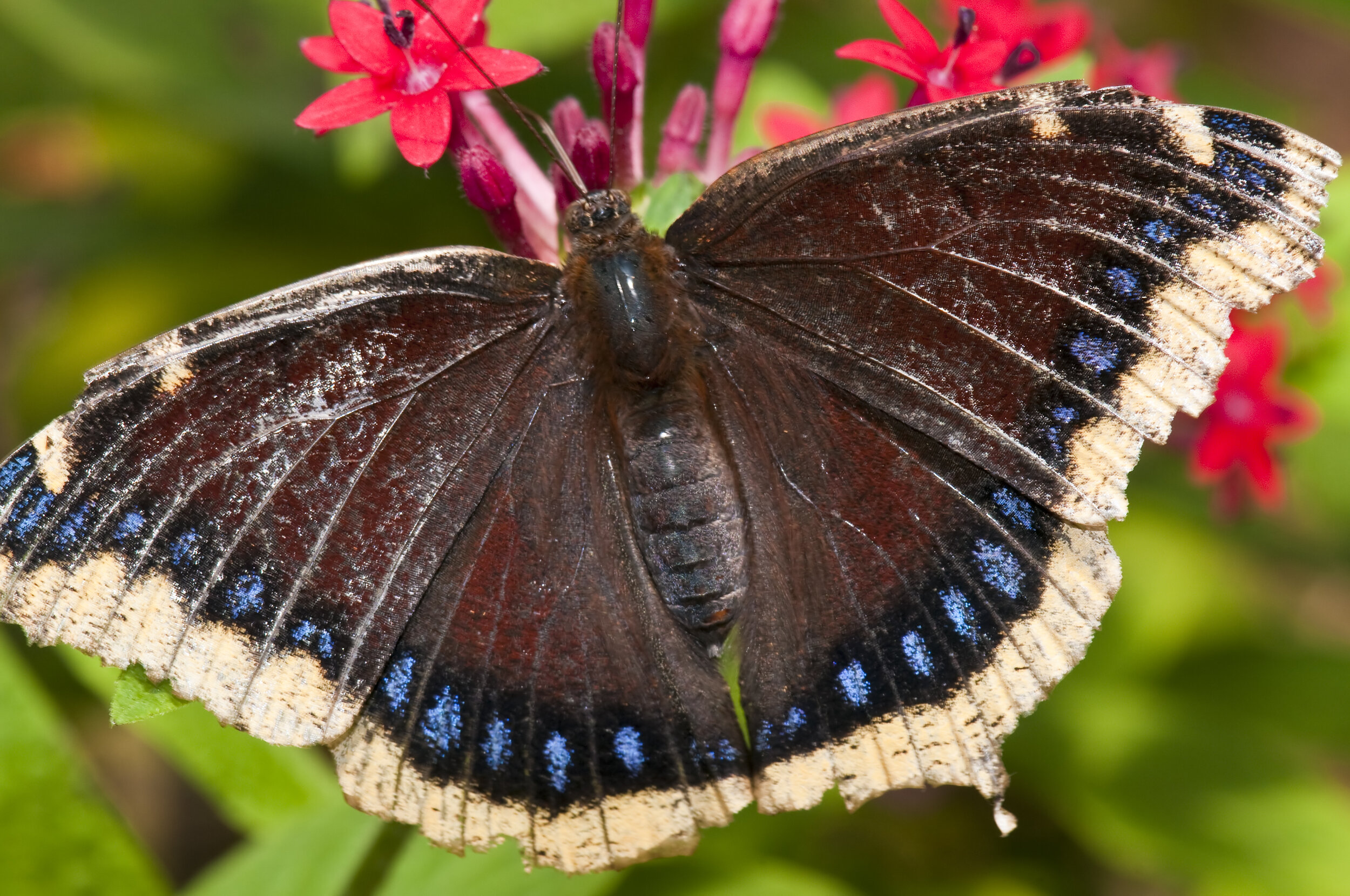 Mourning cloak butterfly, by SD Dirk