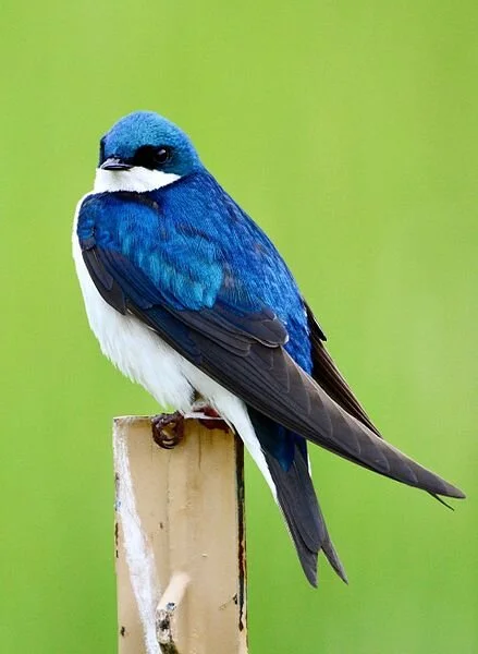 Tree swallow, by Iiii I I I