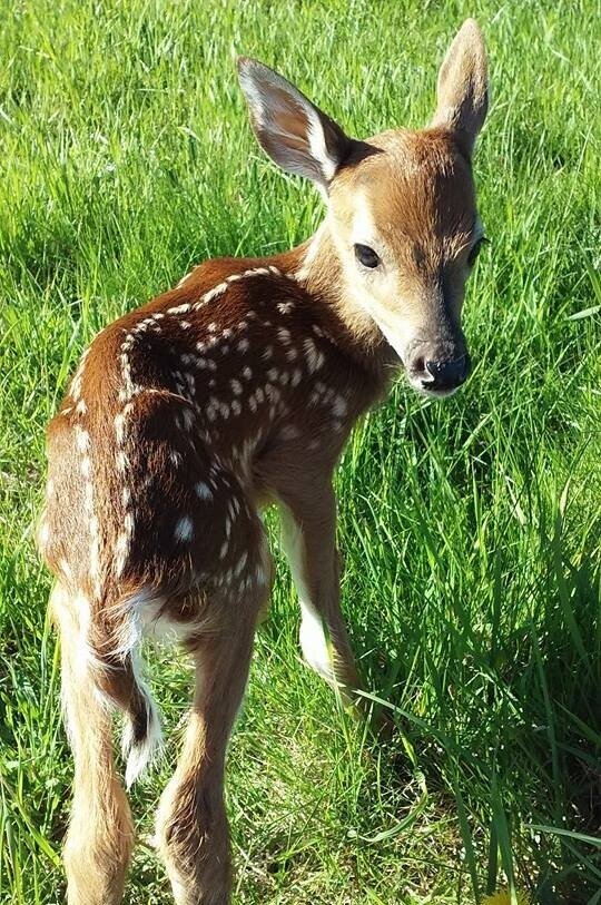 White-tailed deer, by Rebecca Koteskey