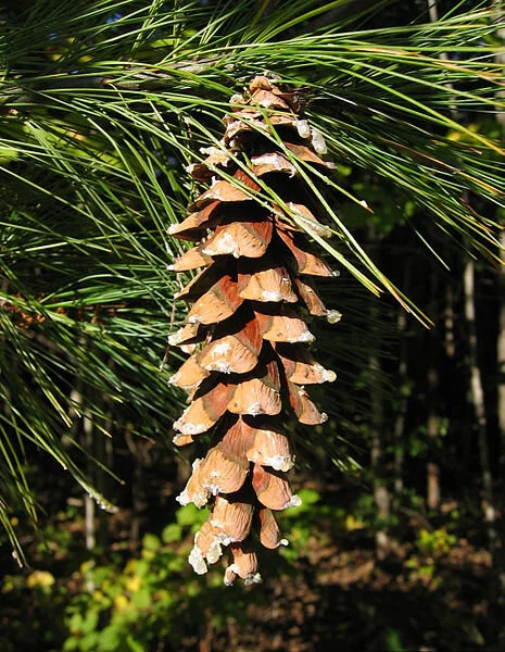 Pinus strobus_Kieth Kanoti.jpg