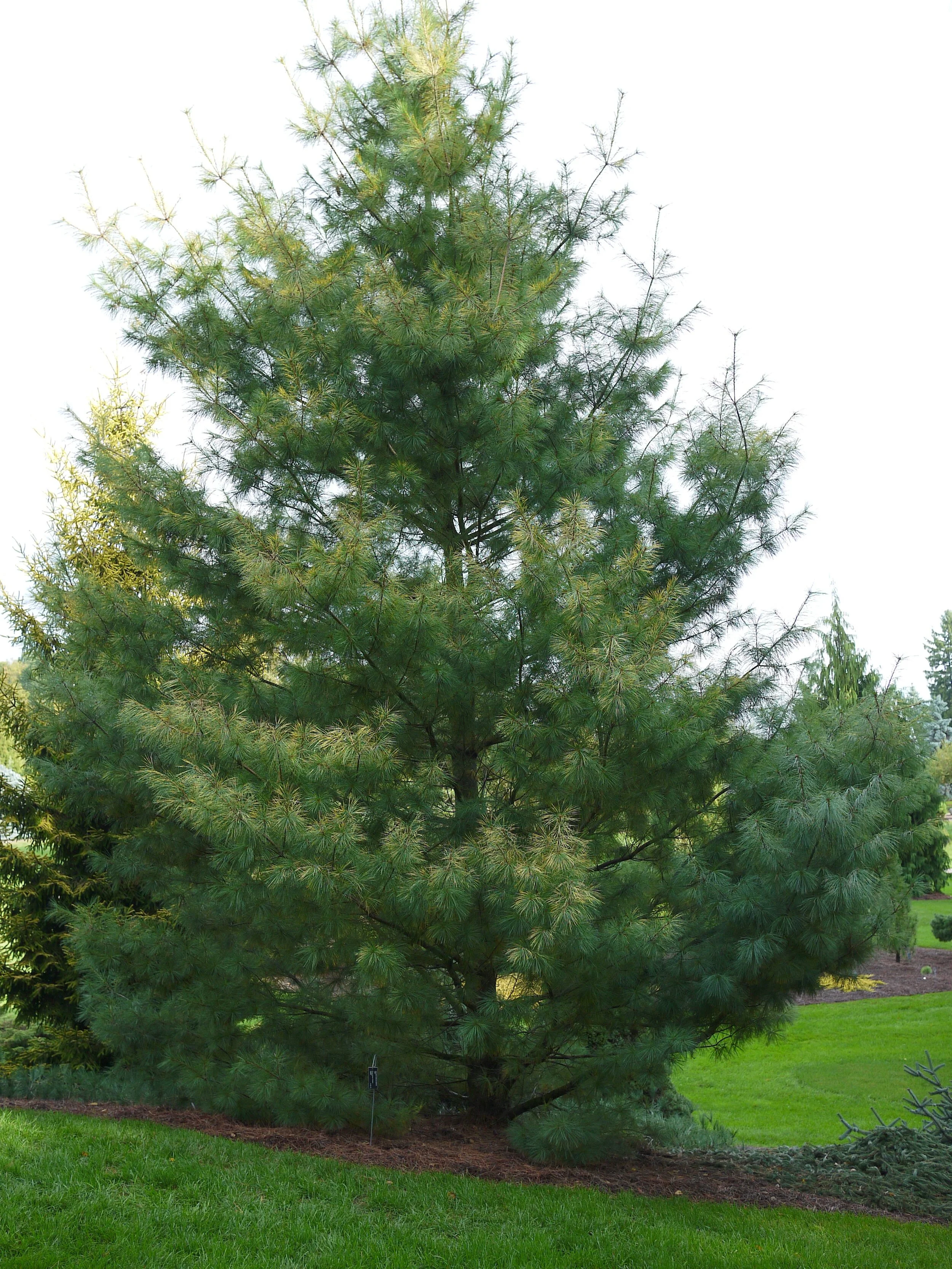 Pinus strobus_FD Richards.jpg