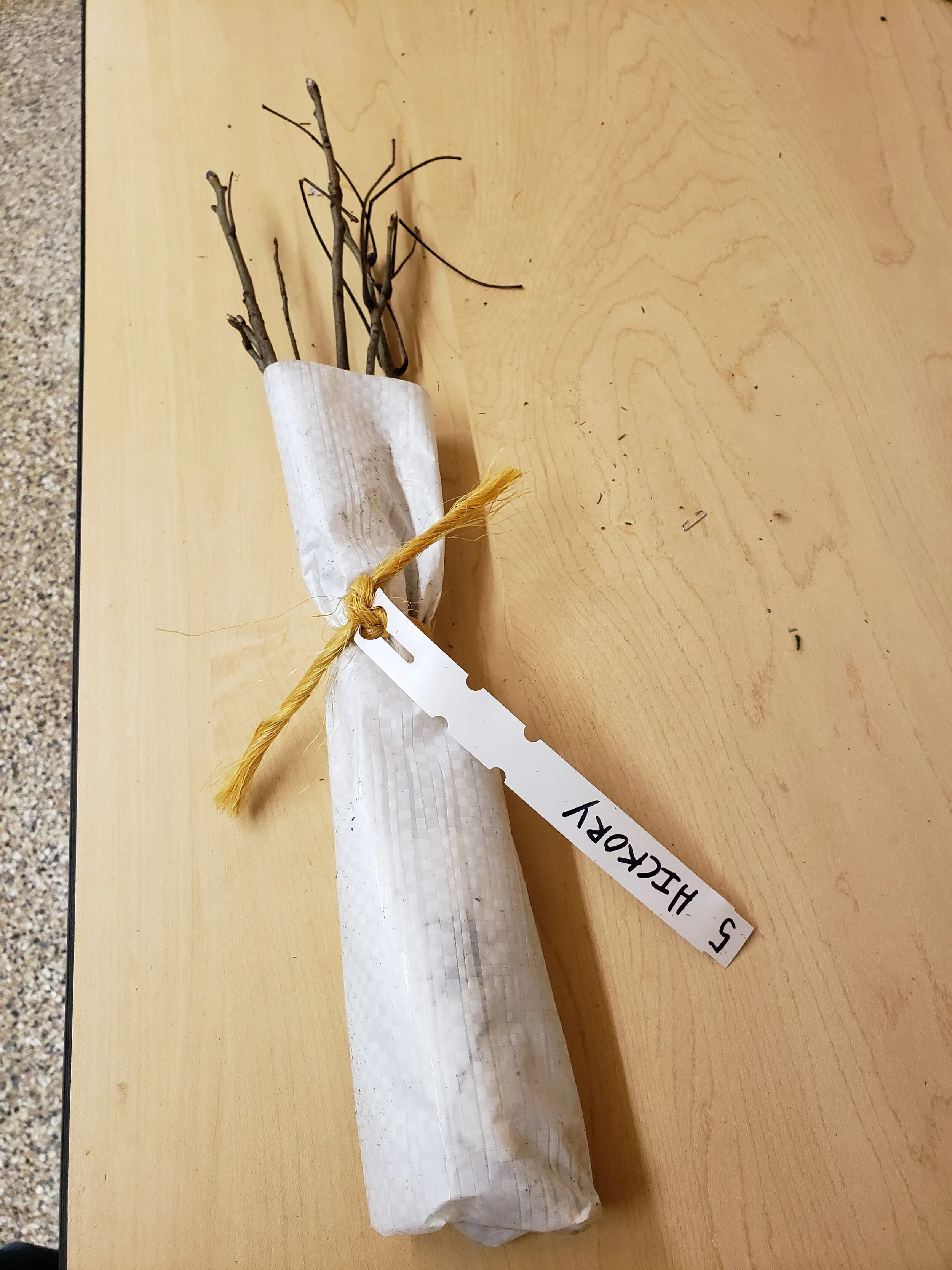 shagbark hickory_seedlings_GTCD.jpg