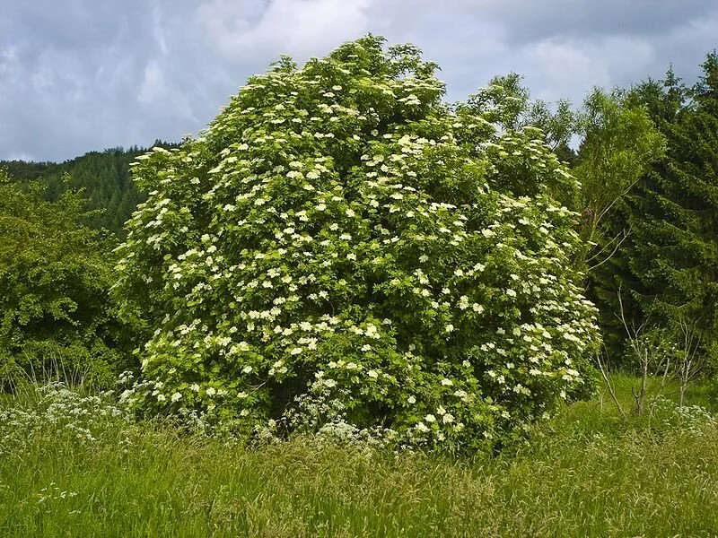 Sambucus_canadensis_Willow.jpg