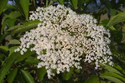 Sambucus canadensis_Steven Baskauf.jpg