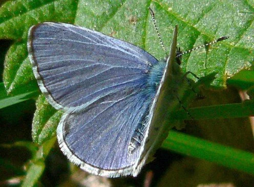 Spring azure butterfly by Walter Siegmund