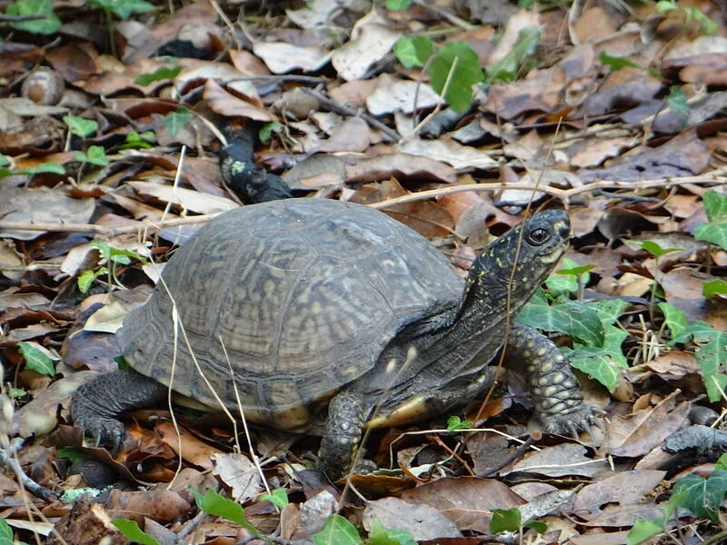 Wood Turtle by Evha
