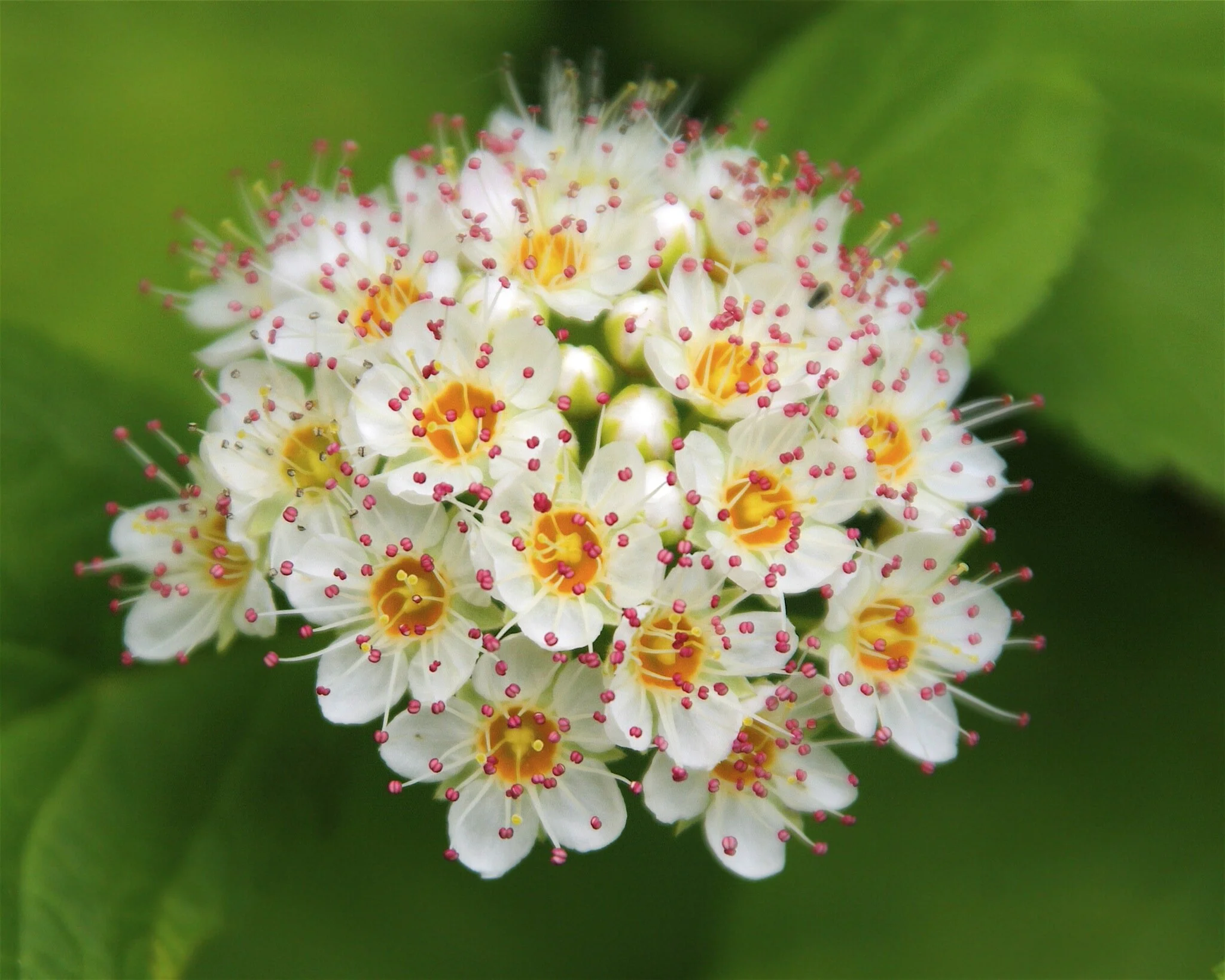 Physocarpus opulifolius_Dan Mullen_bloom (2).jpg