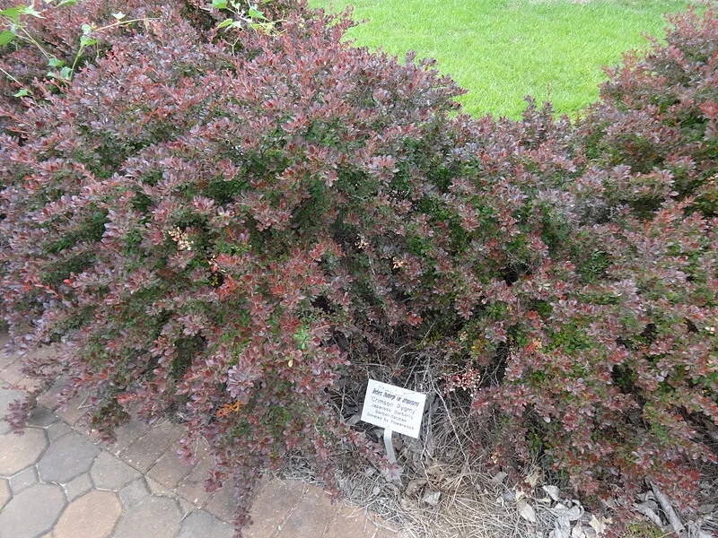 Japanese barberry, by Michael Rivera