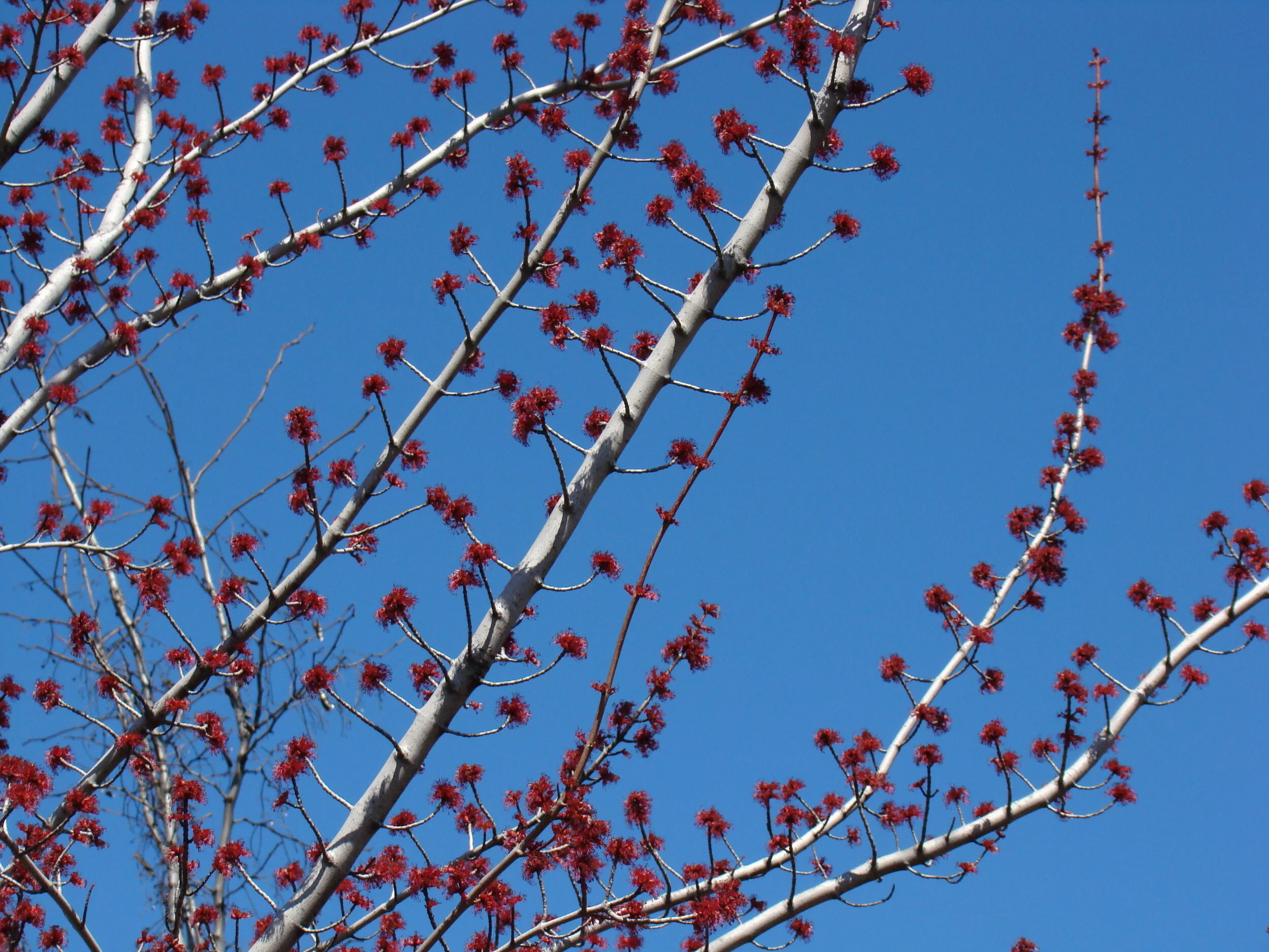 Acer rubrum_Anita Gould.jpg