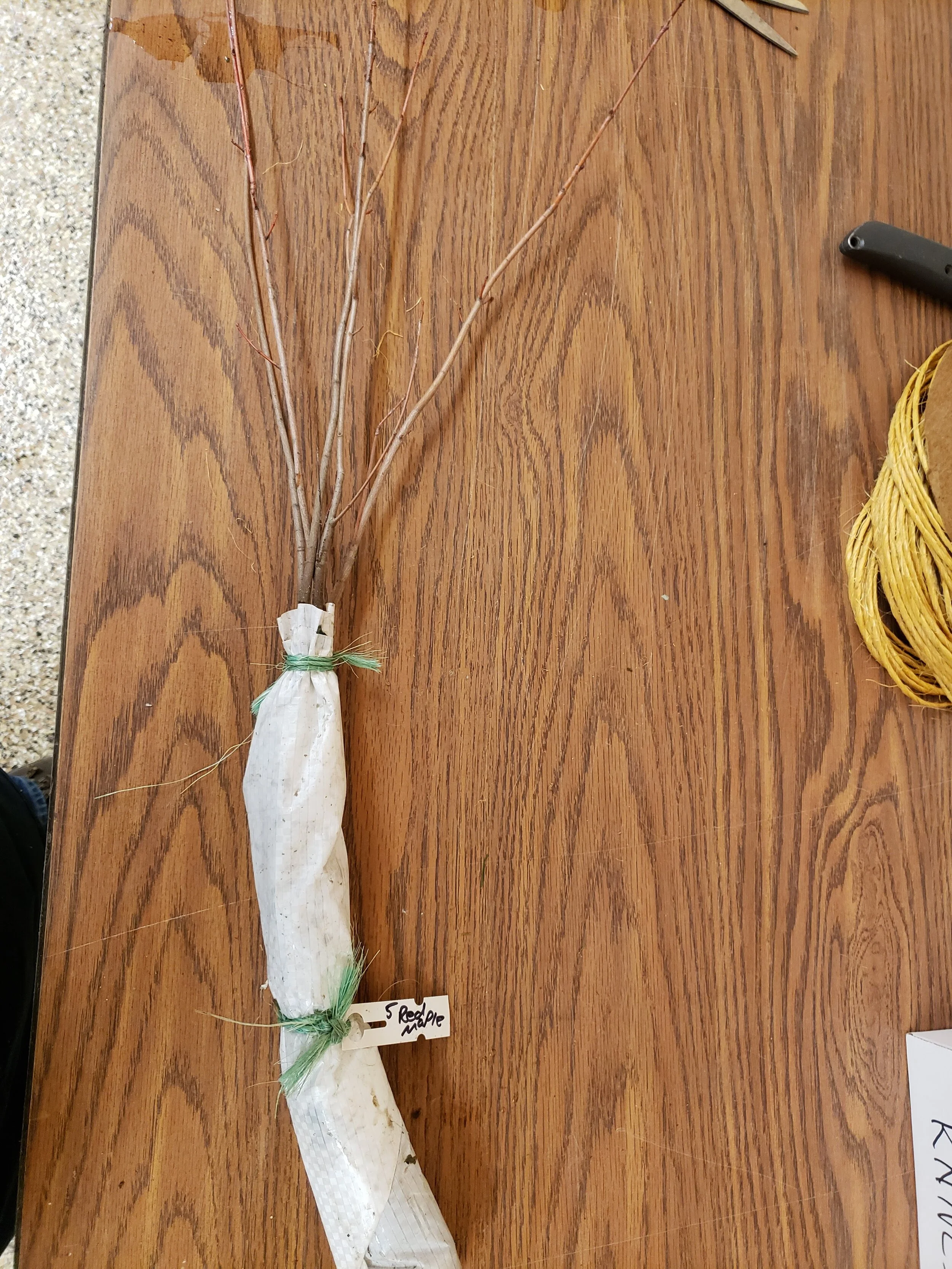 red maple_seedlings_GTCD.jpg