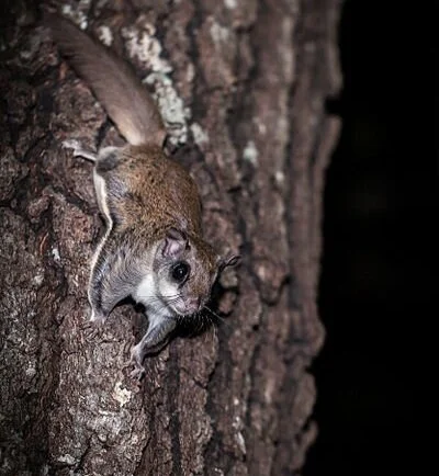 Southern flying squirrel (Megascops asio), by DickDaniels