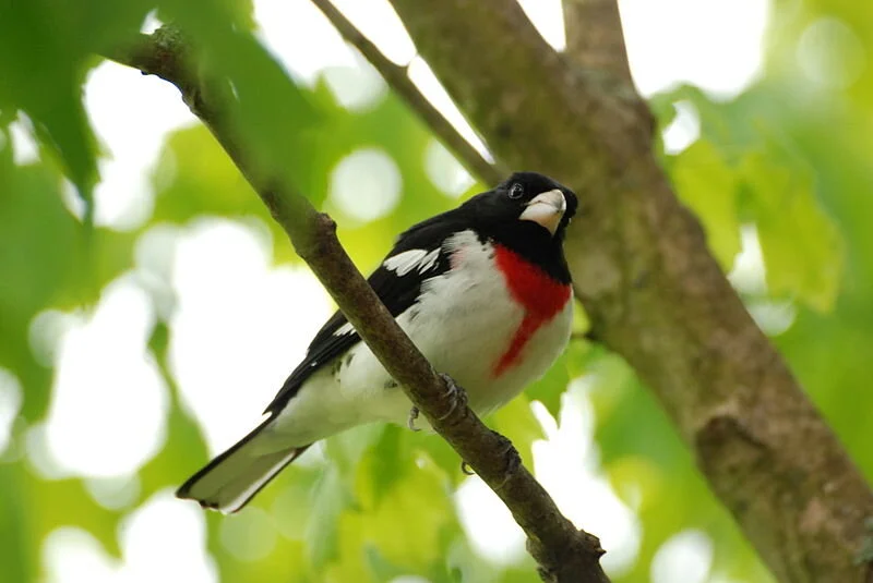 Rose-breasted grosbeak (Pheucticus ludocivianus), by Putneypics
