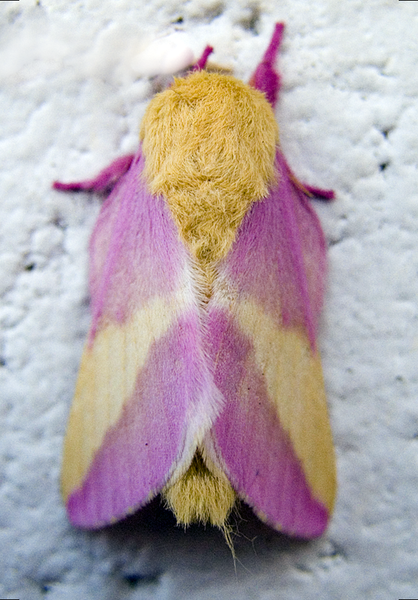 Rosy maple moth (Dryocampa rubicunda), by Piccolo Namek