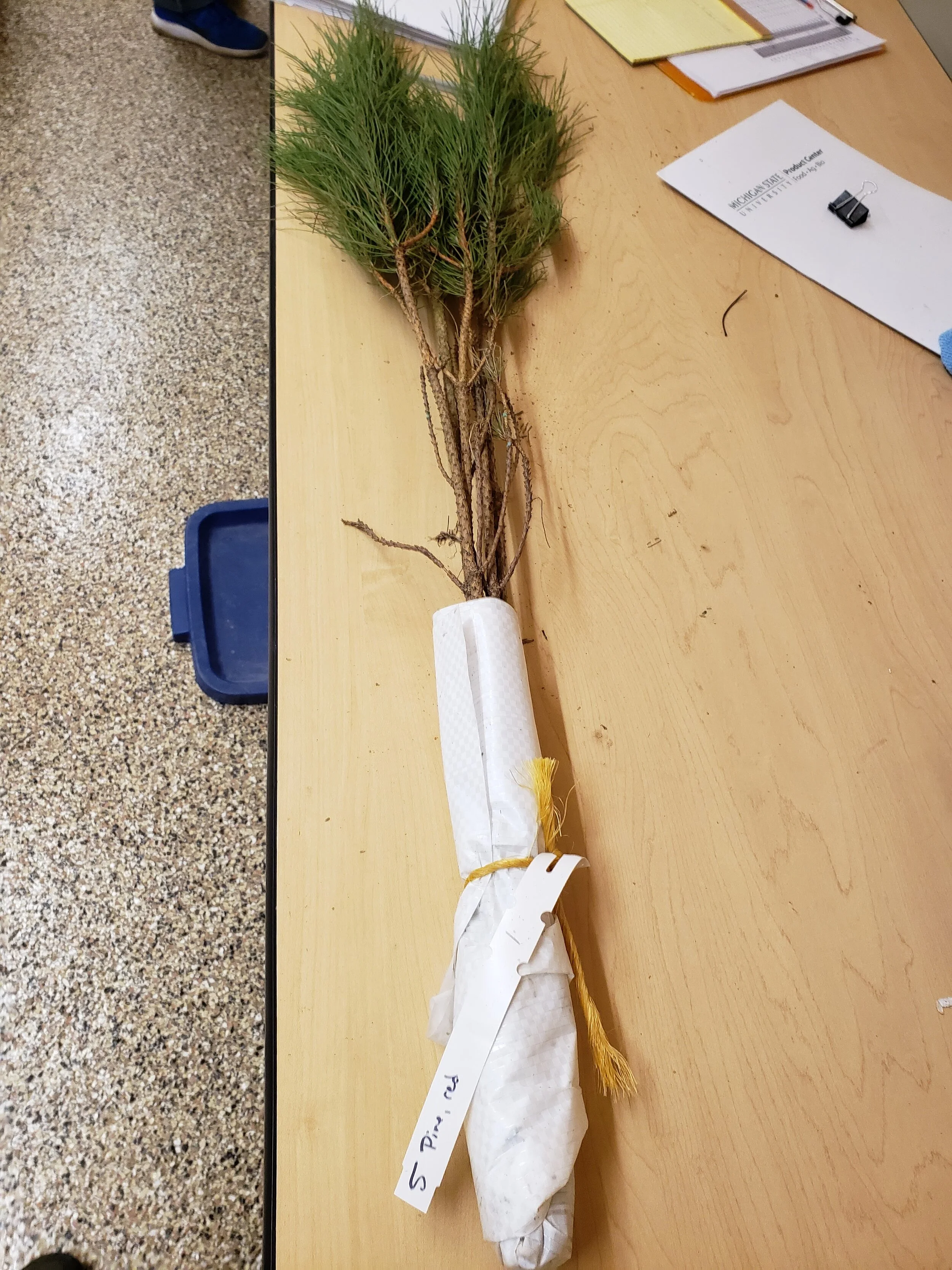 red pine_seedlings_GTCD.jpg