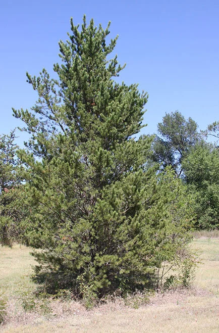 jackpine_tree_USDA.jpg