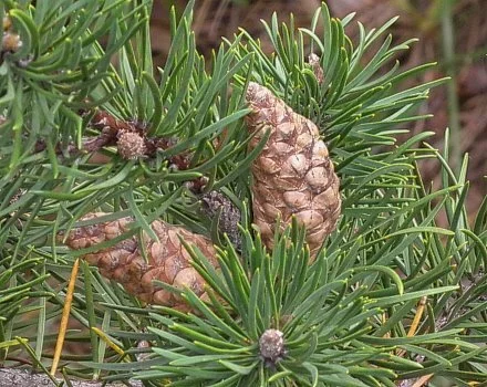 jackpine_cones_Illinois Wildflowers.jpg