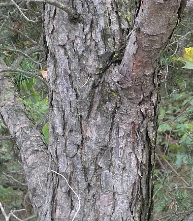 jackpine_bark_Illinois Wildflowers.jpg