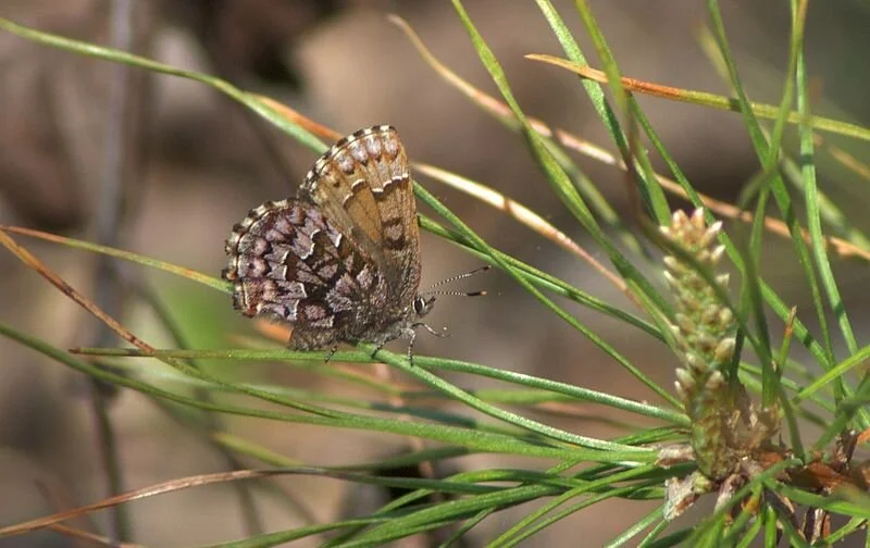 Eastern pine elfin (Callophrys niphon), by Mike Ostrowski