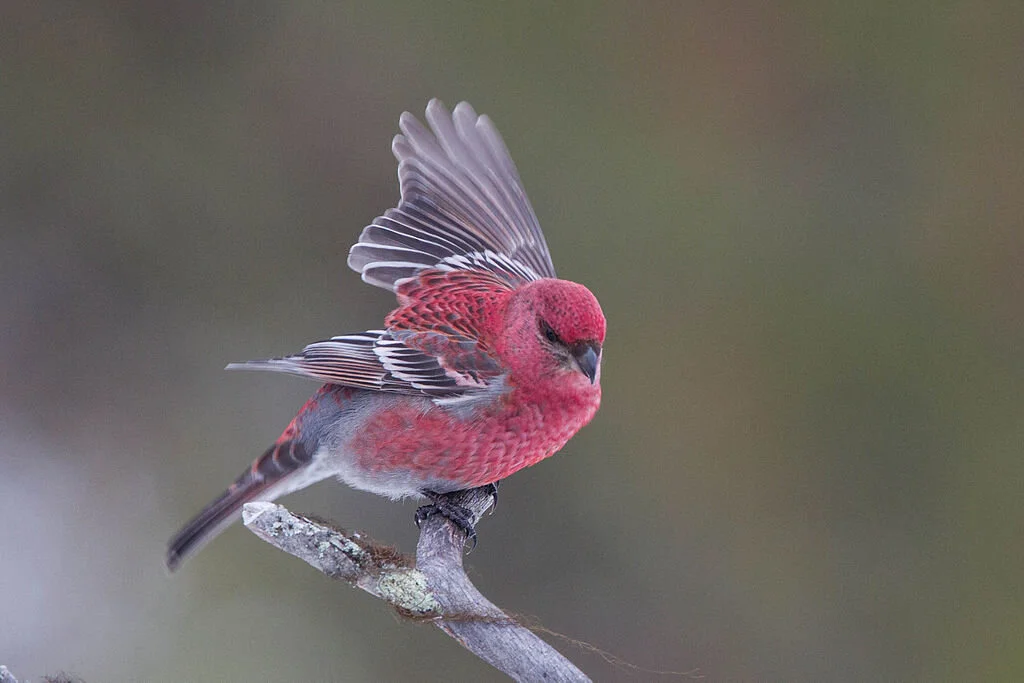 Pine grosbeak (Pinicola enucleator), by Ron Knight