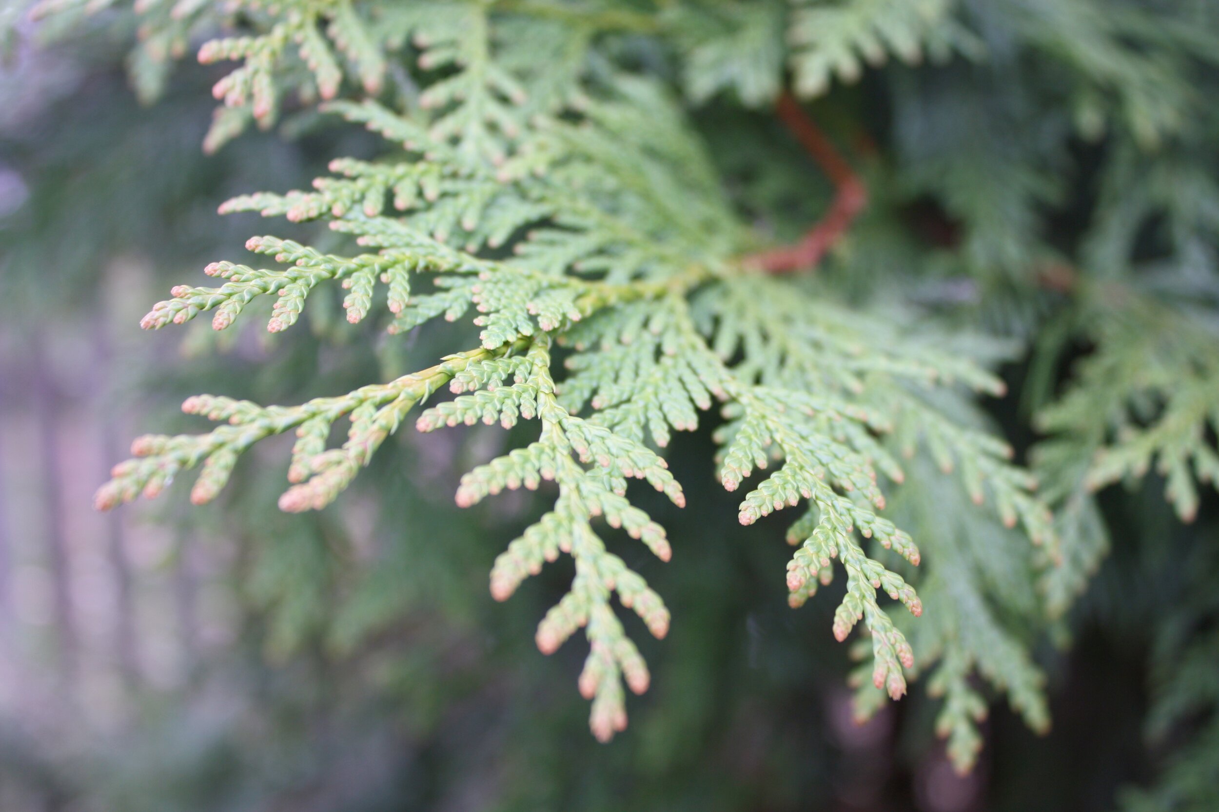 Thuja occidentalis_Brandice Schnabel.jpg