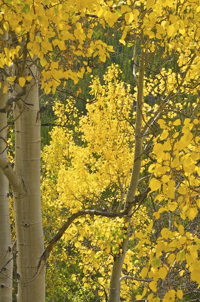 Populus tremuloides _Brian Huculak.jpg