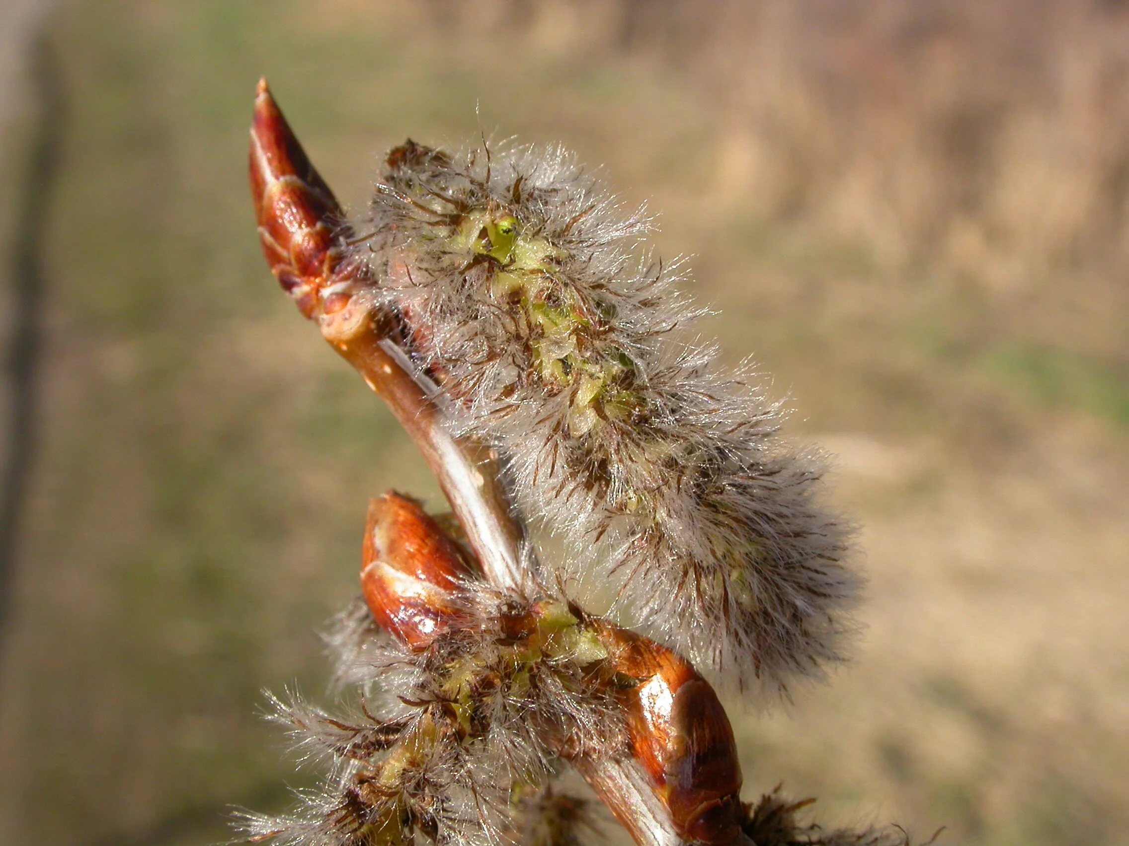Populus tremuloides_Matt Lavin.jpg