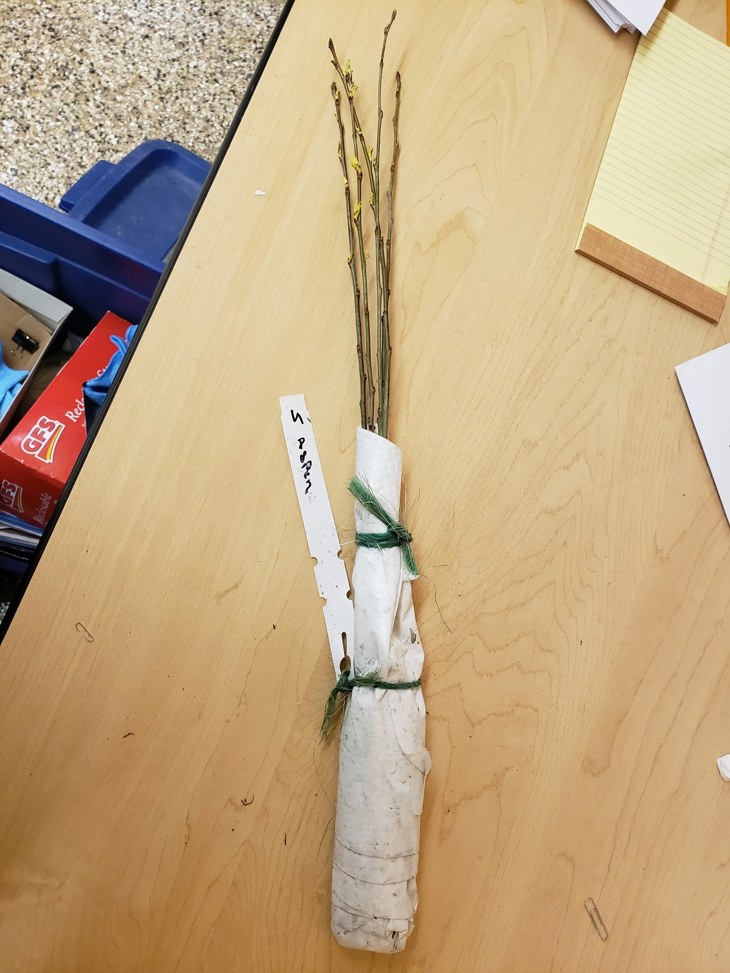 Aspen seedlings_GTCD.jpg