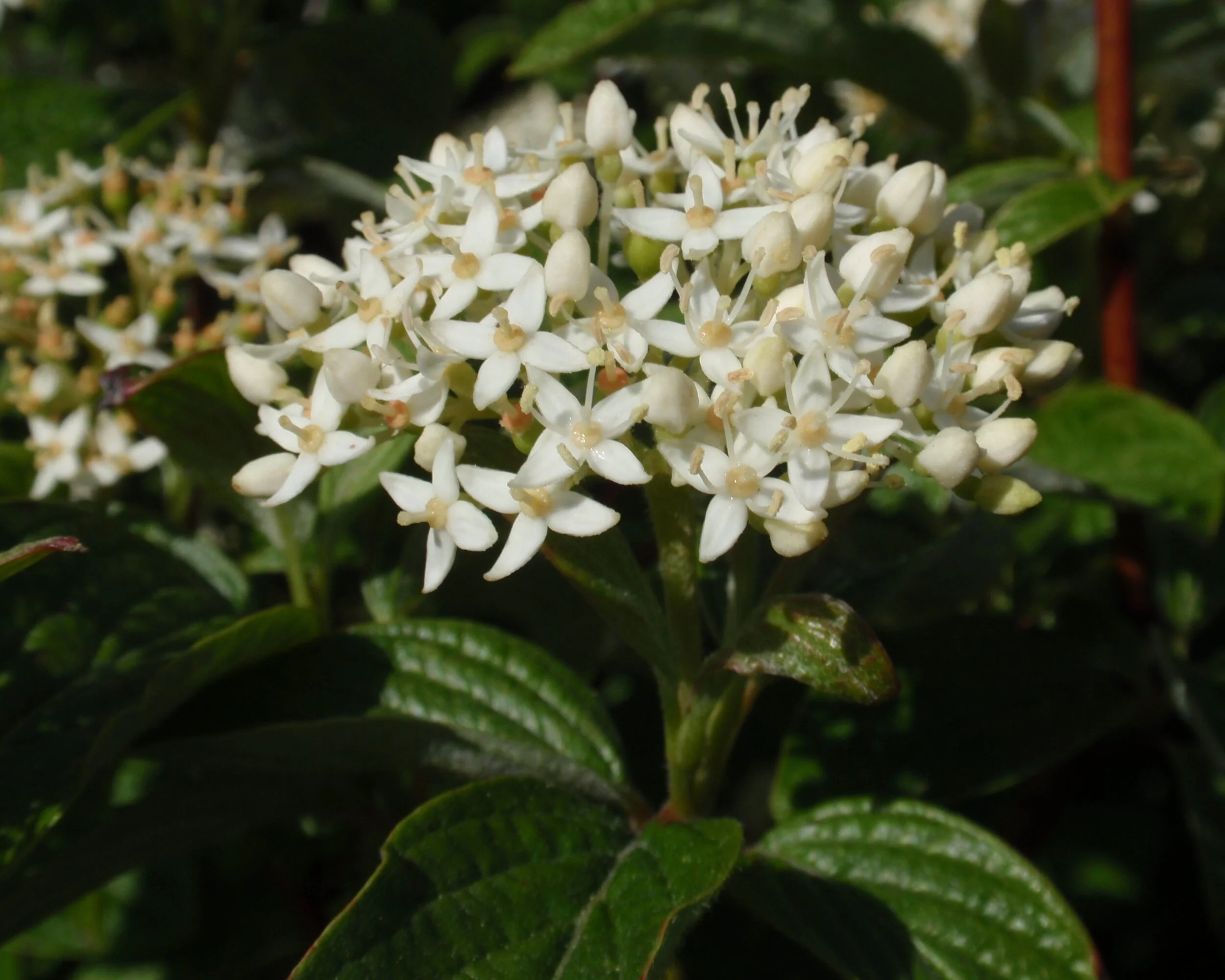 Cornus sericea_Tom Hilton.jpg