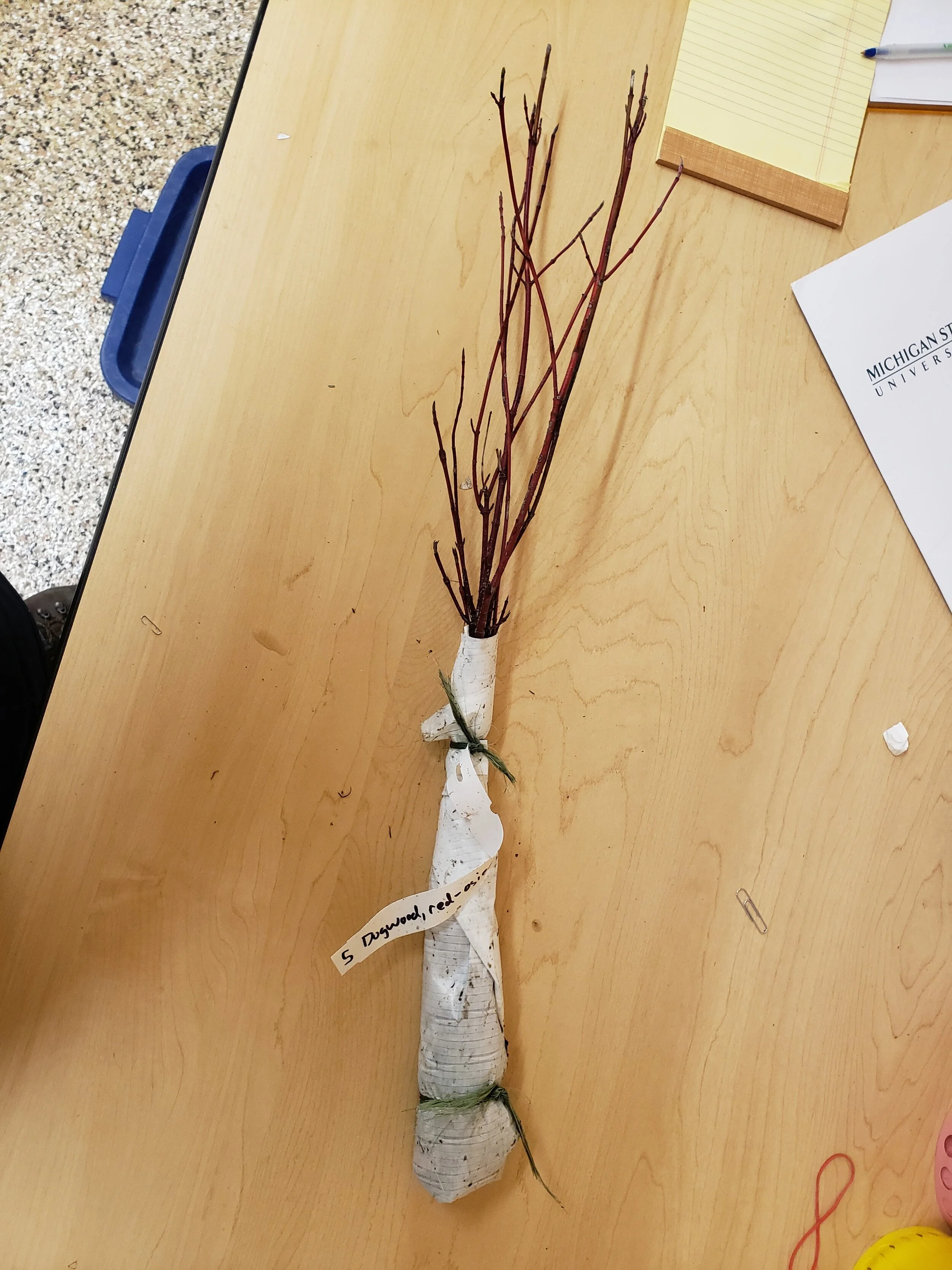 RO dogwood_seedlings_GTCD.jpg