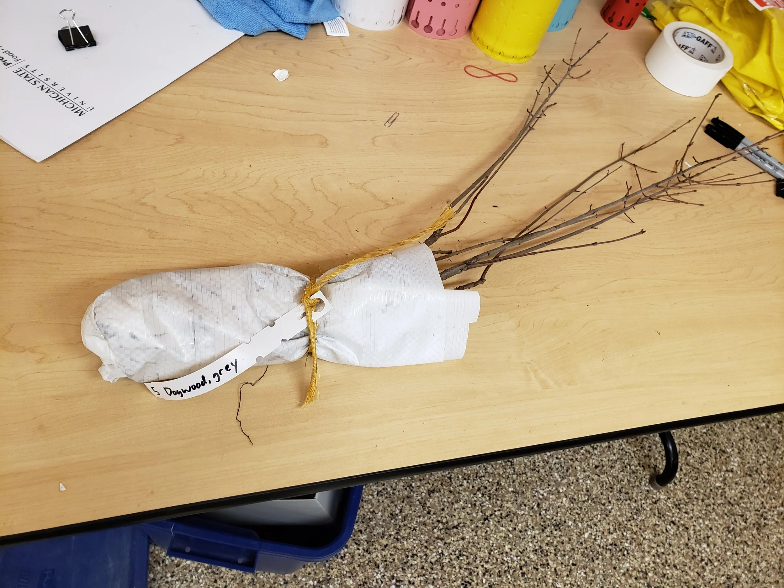 grey dogwood_seedlings_GTCD.jpg