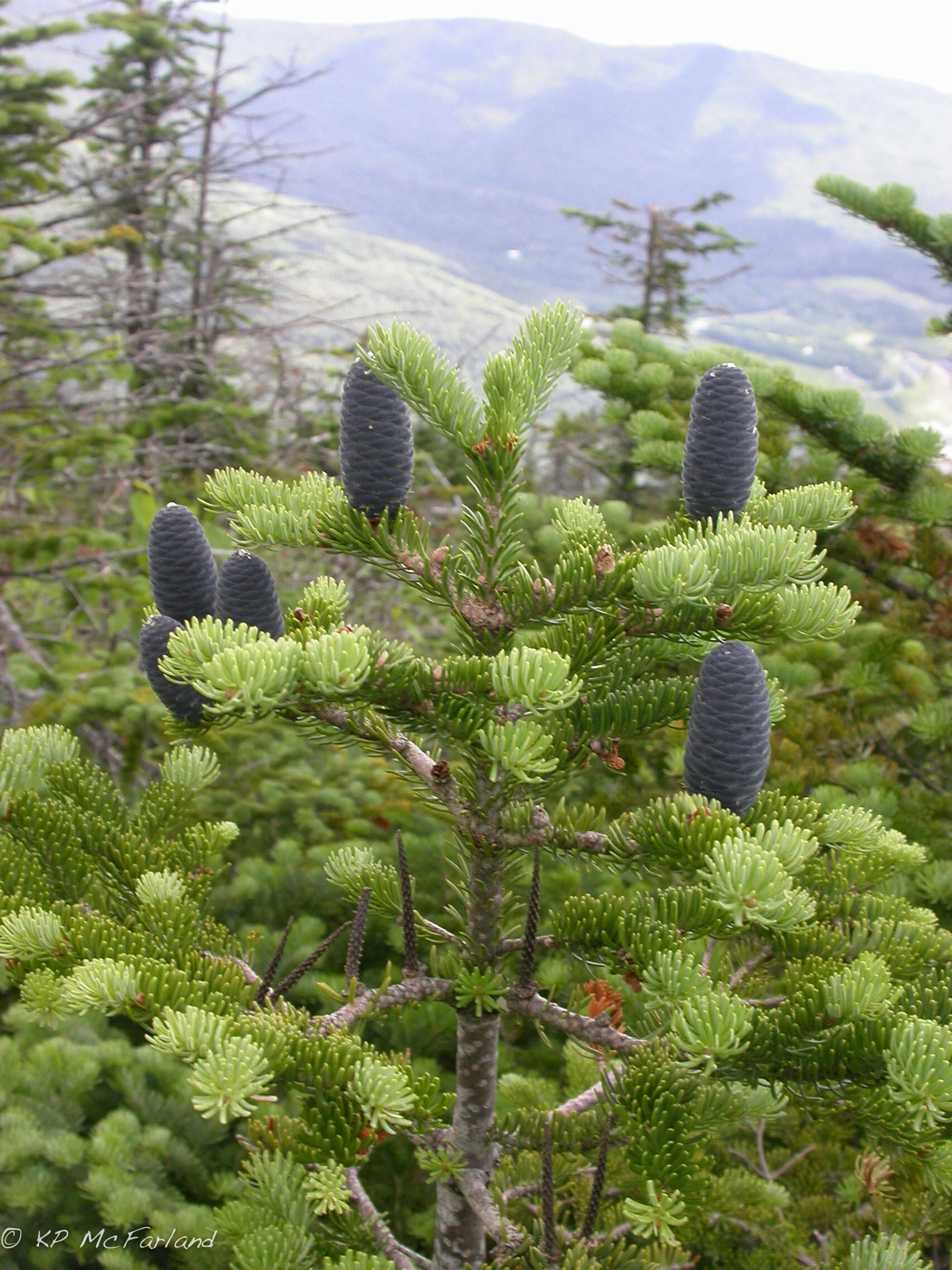 Abies balsamea_KP McFarland.jpg