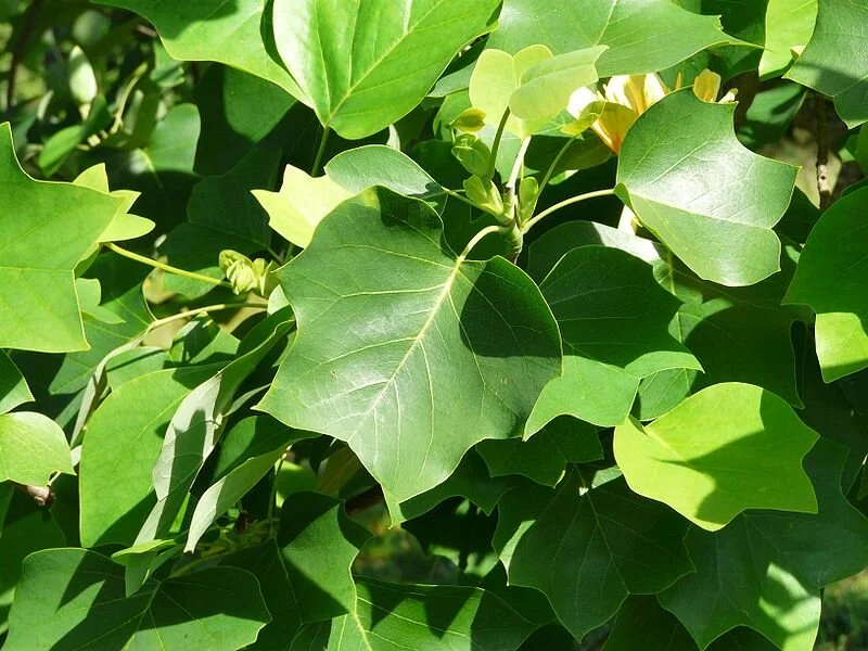 Tulip-poplar_leaves_Pere Igor.JPG
