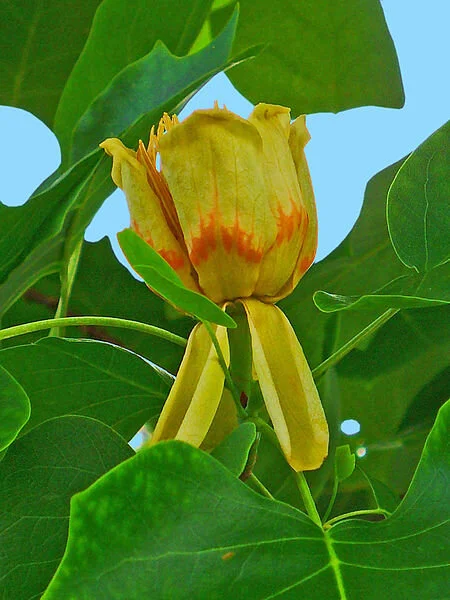 tulip-poplar_flower_HZell.JPG