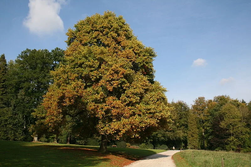 tulip-poplar_tree_Jean-Pol Grandmont.JPG