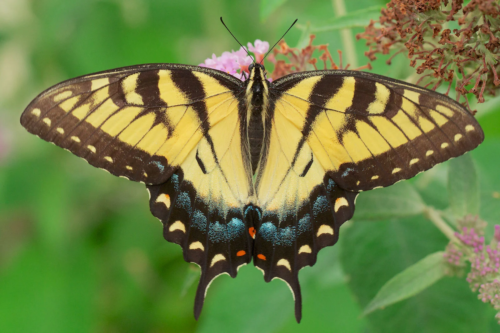Tiger swallowtail (Papilio glaucus), by David Illig
