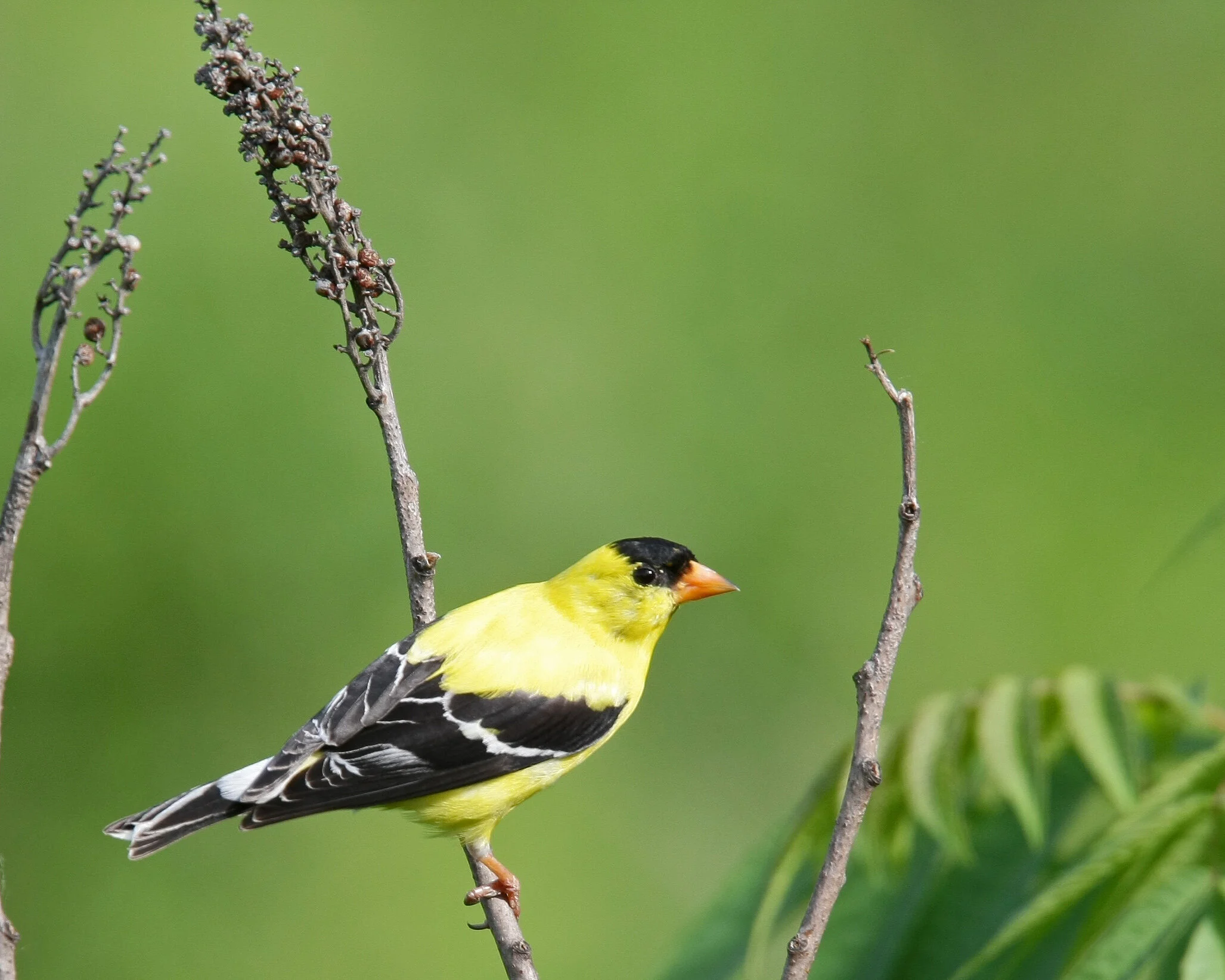 American goldfinch (Spinus tristis), by John Benson