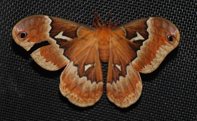Promethea moth (Callosamia promethea) by Jarek Tuszynski
