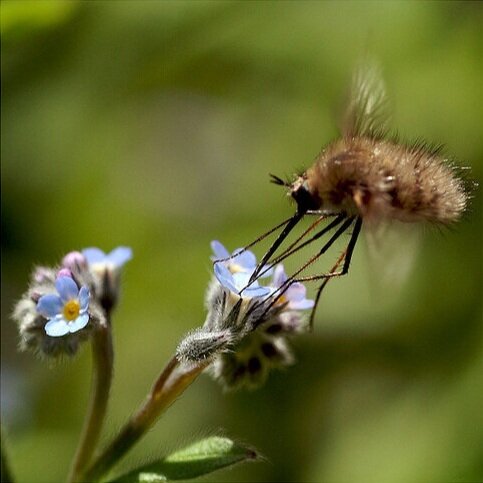 Giant bee fly photo by Vincent L (Copy)