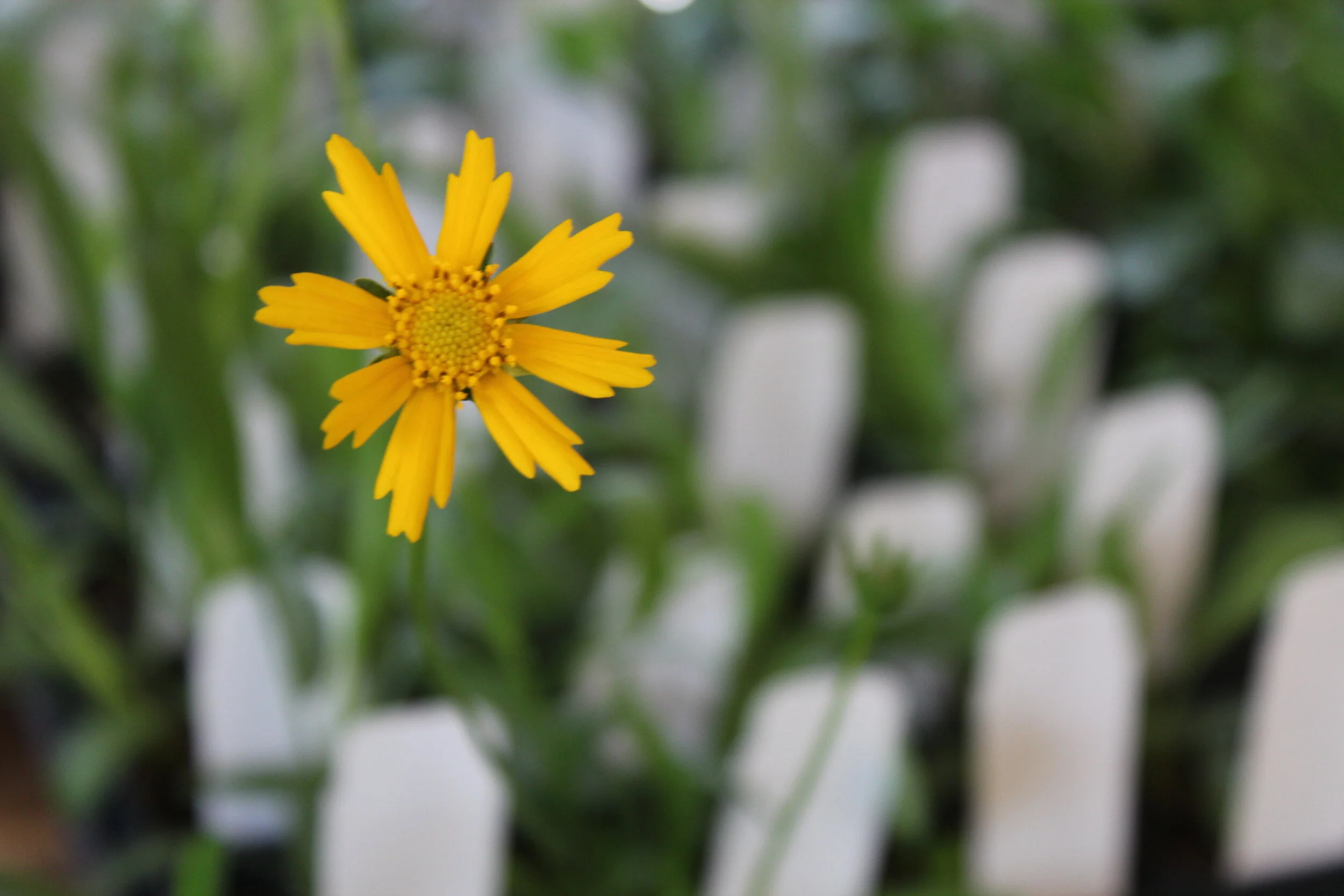 Native Plant Online Workshop