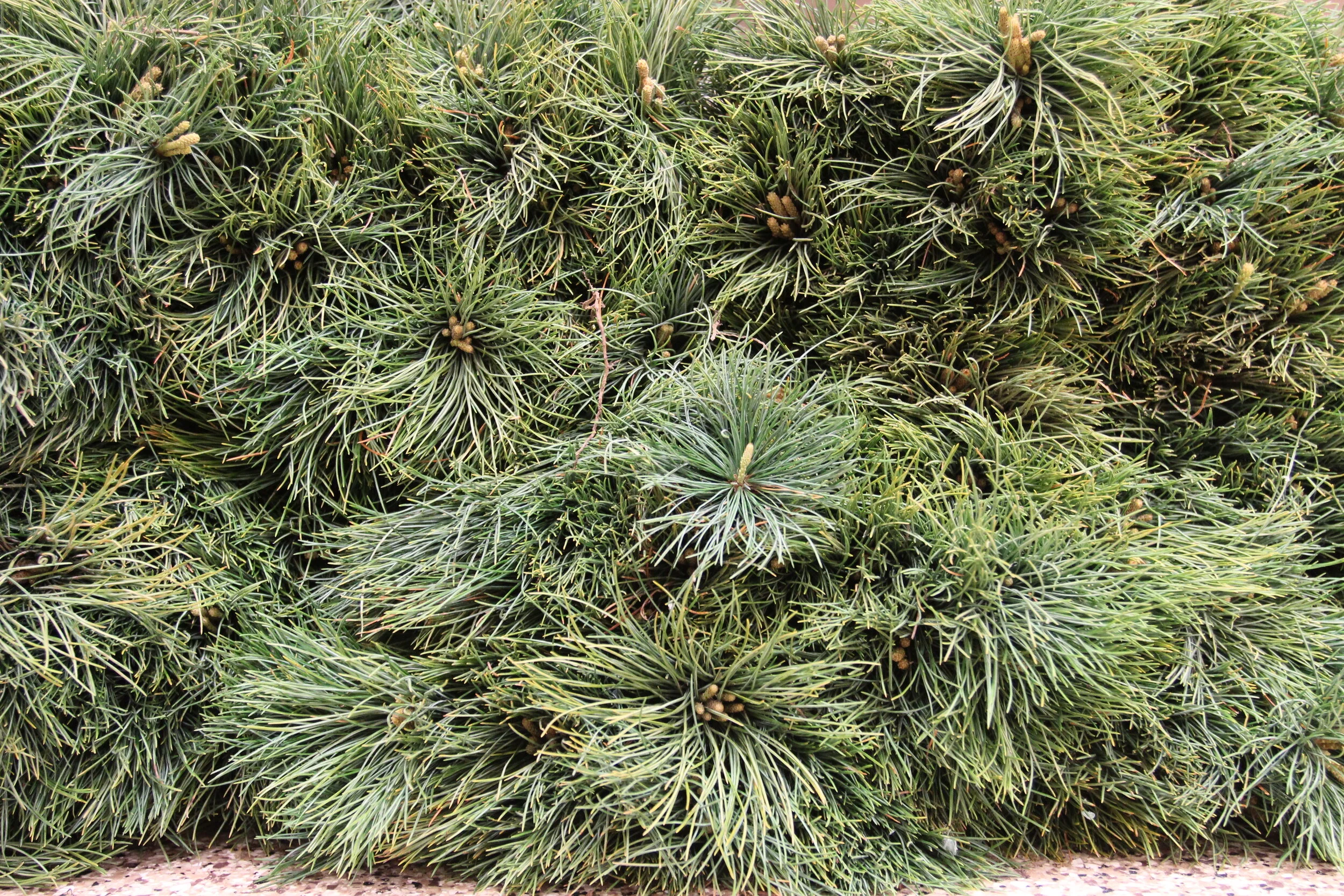 "Stewarding Your Trees: Selection, Planting, and Care" Online Workshop