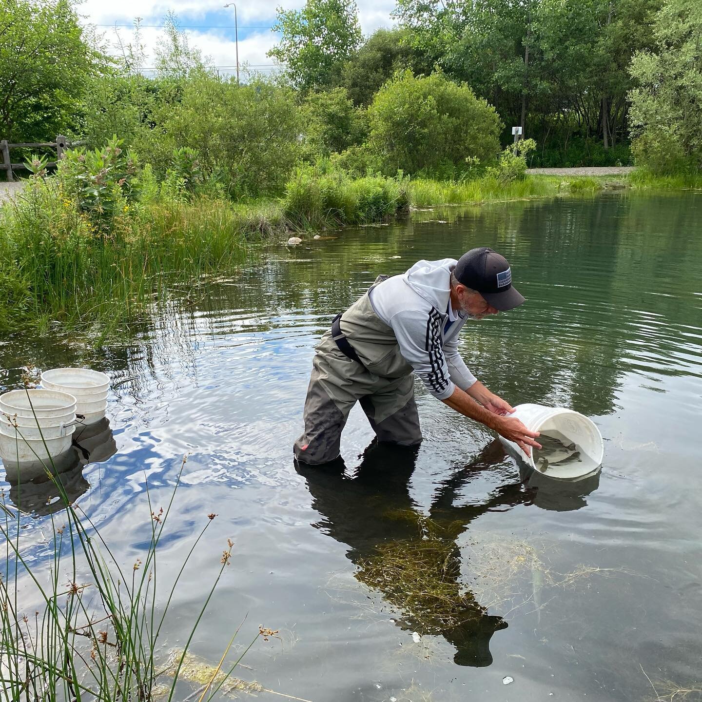 Many thanks to the Adams Chapter of Trout Unlimited @adamschaptertroutunlimited for funding the recent stocking of Oleson Pond at Garfield Township's Kids Creek Park! 100 rainbow trout were added to the pond for family-friendly fishing. Michigan DNR 