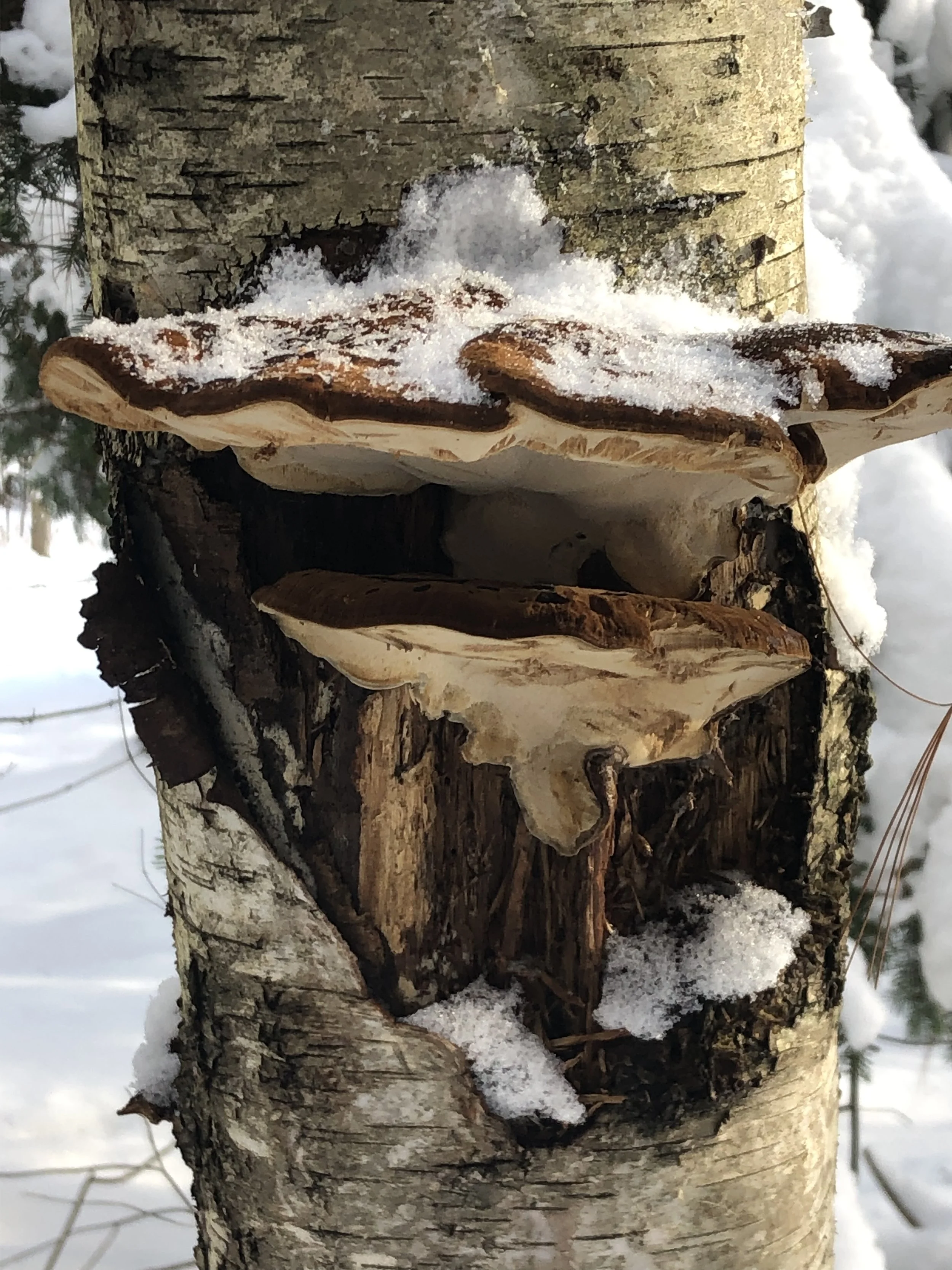 Guided Winter Mushroom Hike- (FULL)