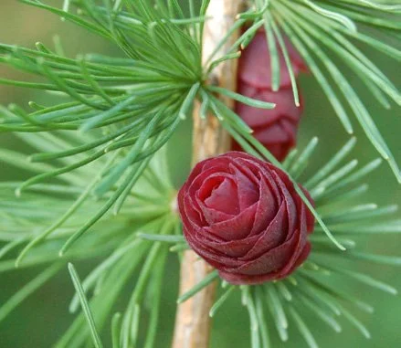 american larch_Page_1_Image_0001.jpg