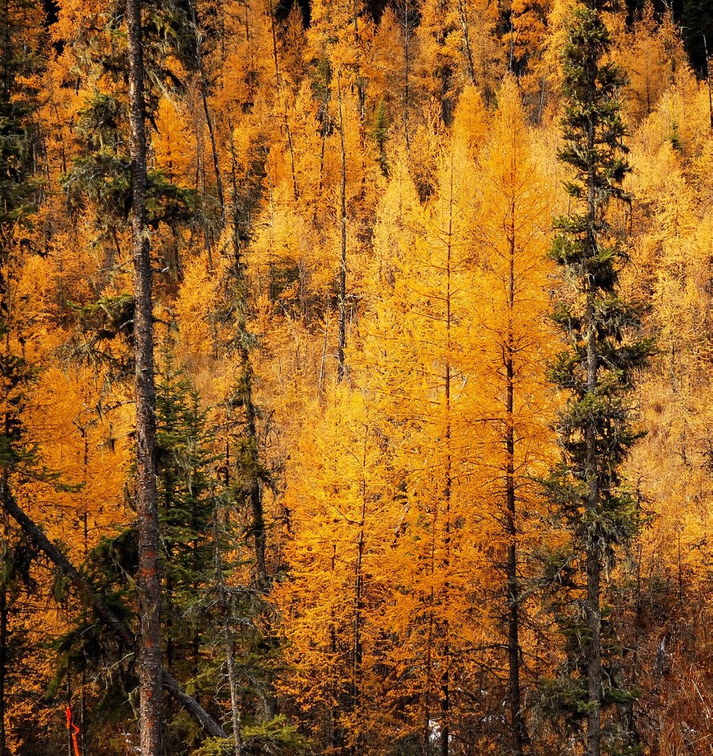 Larch Tree Formation American Larch